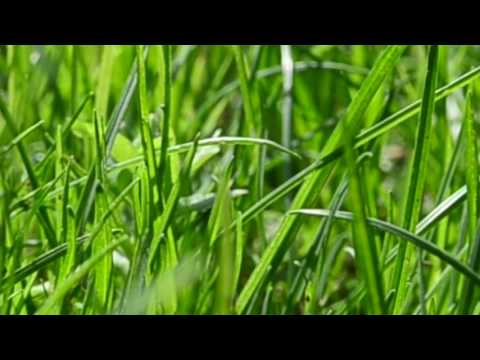 Fili d'erba(#videopiccolino) sulle note di Lucio Battisti