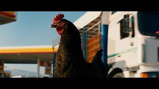 ニワトリがニワトリを演じる前代未聞の“ニワトリ映画”が公開　映画『雌鶏』予告編
