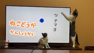 【かわいいちゃんず】ツナマヨ猫動画鑑賞会を開催🐱🎥