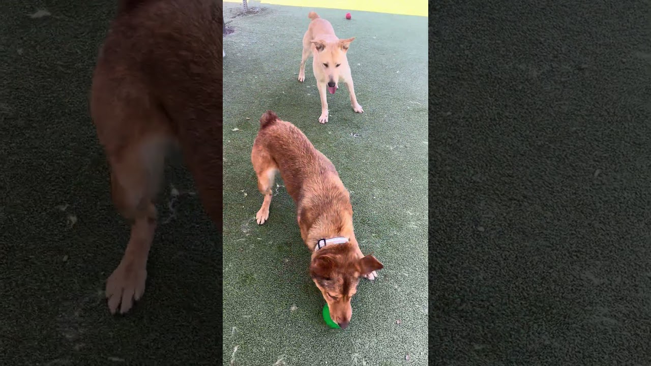 LINDSEY, a Adoptable mixed breed in Upland, CA video 6/6