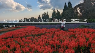 くじゅう花公園 2022年秋！秋バラも見頃です。