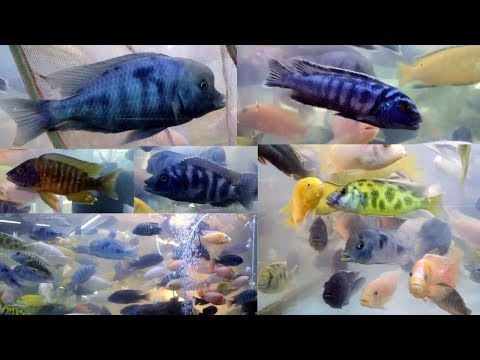 Many types of cichlid fish