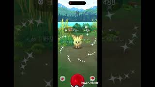 色違いヨーテリー✨ #pokemongo #pokemon #ポケgo #shinypokemon #ポケモンgo
