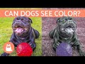 Can Dogs See Color? - How a Dog's VISION Works