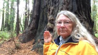 Humbold Redwood Forest - Water Blessing Walk