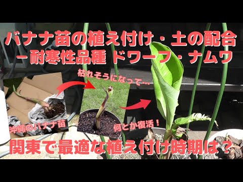 バナナの木、国産ファイバーバナナ 植物
