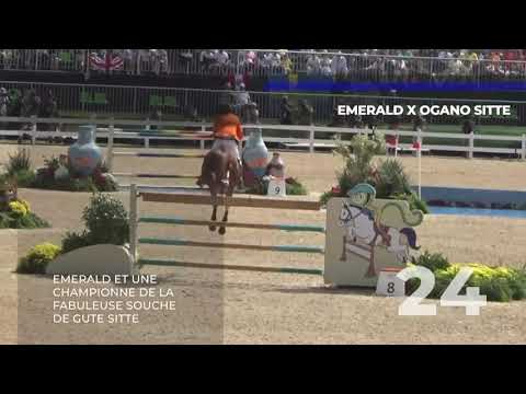 24 - EMERALD x OGANO SITTE