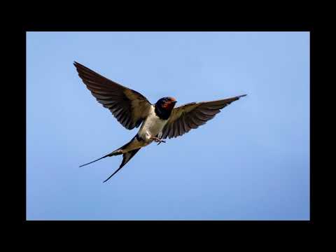Deadushki - Swallow (Lastochka)