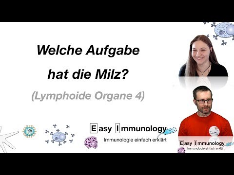 Easy Immunology: Die Aufgabe der Milz