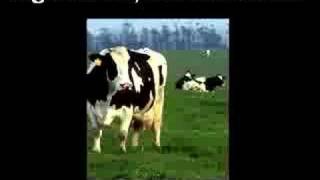 Finntroll - Aldhissla (hungarian misheard)