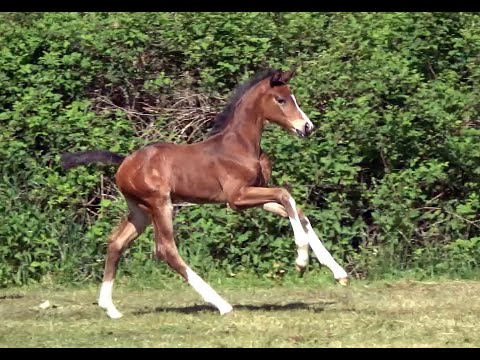 *2020 Hengst von Erdinger - Floriscount SOLD!!!