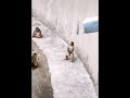 Monkey Video Comedy Video Status Video Romantic Video Funny Video