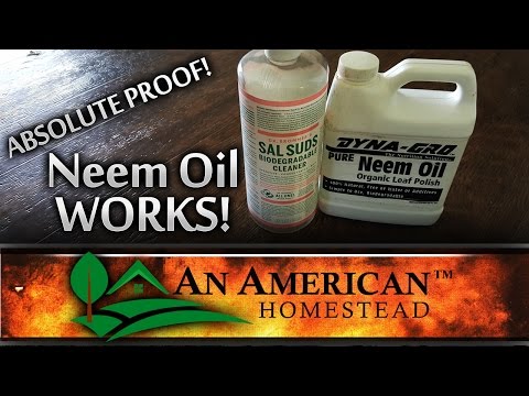 Absolute Proof That Neem Oil Works!