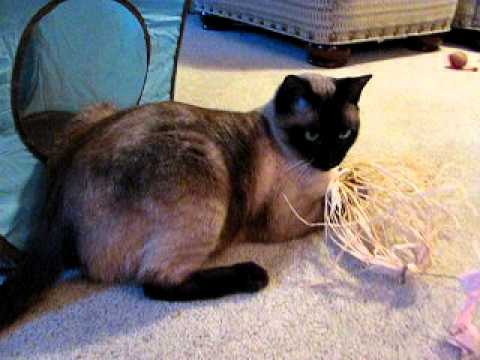 Siamese Rescue Bernie VA8275 - Cat Dancer AND Cube, Heaven!