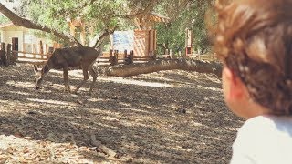 Hiking with Deer at Topanga State Park