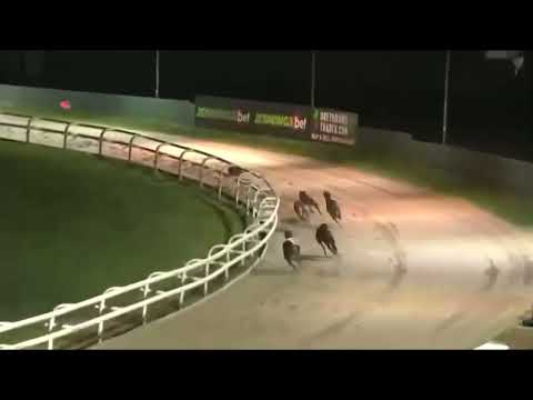Moments Of Magic - BGBF British Bred St Leger Heat 1