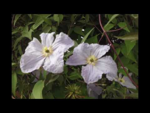 Fried Chicken, J. Moser Piano: G. Dingler