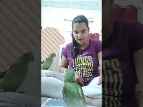 please kuku piku ke channel ko like share aur subscribe kr dijiye #kukupiku #viralshortvideo #viral