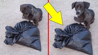 Dog Finds Crying Baby Inside Trash Bag!