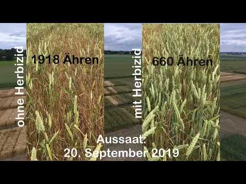 Einfluss der Saatzeit auf den Besatz mit Ackerfuchsschwanz