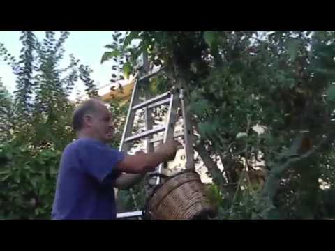 L'ORTO SULL' ALBERO!!! VIDEO 2012-DI FRANCESCO MANGANO