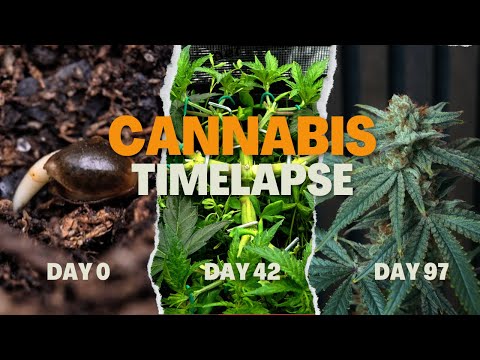 Growkkoli and Couple of Plants