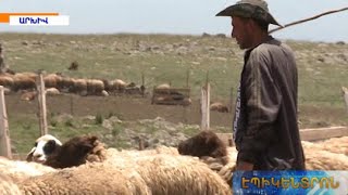«Ավտոմատը պահել էր վրաս,ասում էր՝ոչխարը քշի էս յան».միջադեպ խնձորեսկցի հովվի և ադրբեջանցիների միջև