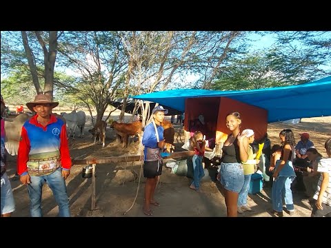 FESTA DO CARRO DE BOI, POVOADO TAPUIO, POÇO DAS TRINCHEIRAS-AL.!