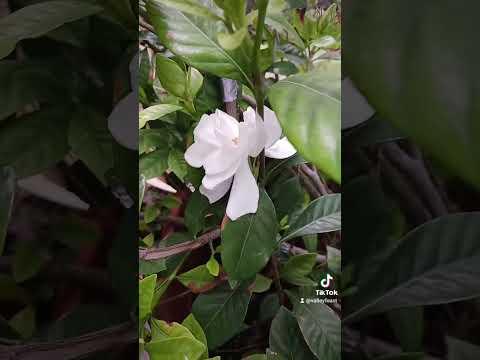 Finally!! #gardenias #flowers #shorts #beautiful