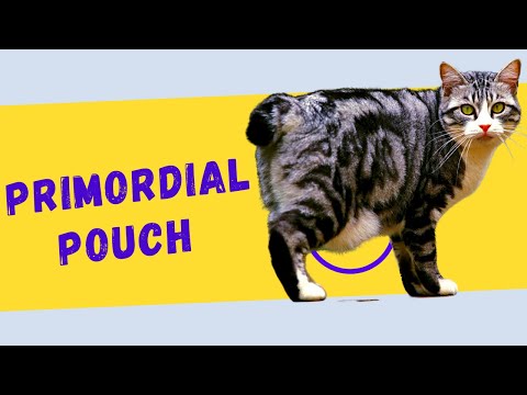 PRIMORDIAL POUCH in CATS 🐱 Why Your Cat Has a Fat Looking or Saggy Belly!