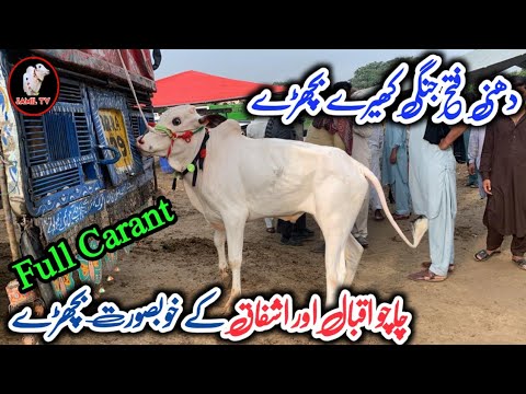 Mandra mandi update ll Part 03 ll Fatehjangi bulls ll Jamil tv ll