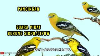Download lagu SUARA BURUNG SIRTU/CIPOW NGAMUK COCOK BUAT PIKAT  BURUNG SUSAH TURUN || PANCINGAN DI ALAM. mp3 Download lagu SUARA BURUNG SIRTU/CIPOW NGAMUK COCOK BUAT PIKAT  BURUNG SUSAH TURUN || PANCINGAN DI ALAM. mp3