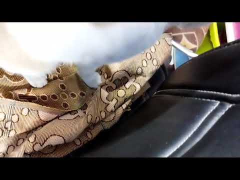 little angel cat Pajju only needs warm love and care and cuddle 🤗| #cat #pajjucat #animals #love