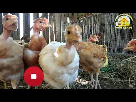 Обзор хозяйства. Пополнения и потери.