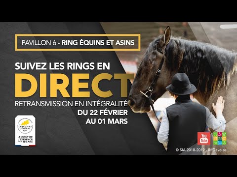 Ring Équins et Asins 26/02/2020