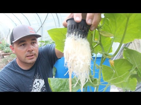 download lagu mp3 mp4 Gardening Without Soil, download lagu Gardening Without Soil gratis, unduh video klip Gardening Without Soil