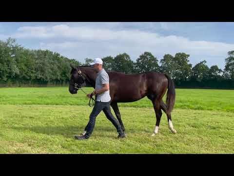 2021 August Yearling Sale - Lot 194 f. WOOTTON BASSETT x HELVETE