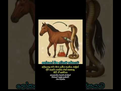 ලෝකයේ විෂ අධිකම සර්පයාට අලියෙකු පවා මරා දැමිය හැකිය @UICBTELEVISION