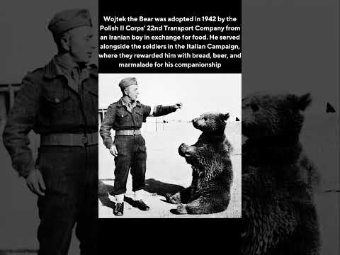 The bear who was a private in the Polish army #wojtekbear #wojtek #poland #ww2 #war #germany #ussr