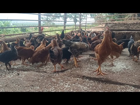 Nati koli Nagamangala