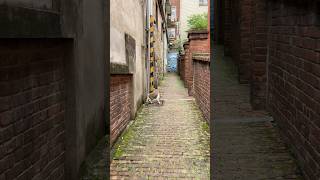 🇹🇼Travelogue - someone’s stalking me Meow! #taiwan #alleyway #cat #stalker