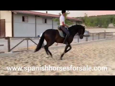 SOLD 170 - Stunning 167cm PRE stallion. 2016.