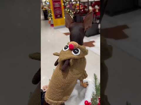 Feliz Navidad! #navidad #dogs #perros #chihuhaua #christmas #dogsweater #dogclothes #holidayseason