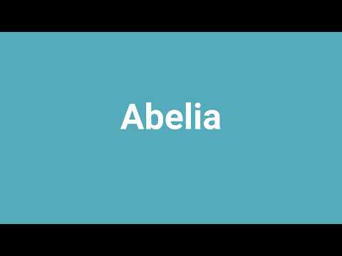 'Abelia' Meaning and Pronunciation
