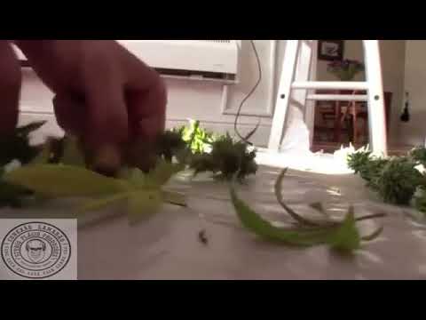 Bonde da Fumaça Não Tem Hora Pra Fumar Part; Snaif MC Instintos Periféricos