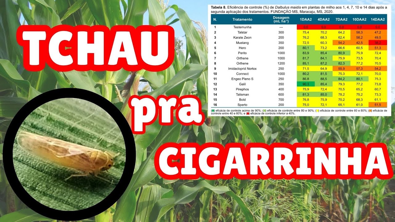 O MELHOR PRODUTO PRA CIGARRINHA DO MILHO!!