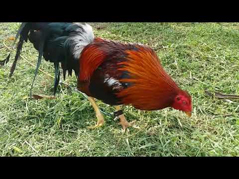 Cardinal kelso of ITMIgimsfarm