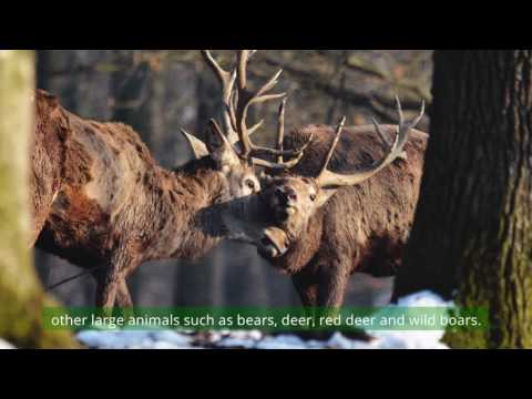 Vărghiș Gorge - Vargyas-szoros (ENG/HU)