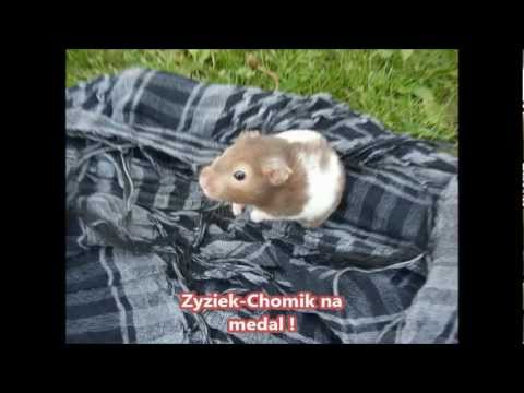 Zyziek - Chomik na medal !