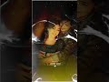 Dil Dil Dil Ye Dil Udit Narayan Hit Song Status New